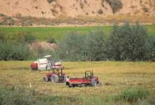 برداشت برنج در روستای خیرآباد گچساران به روایت تصویر  <img src="/images/picture_icon.png" width="11" height="10" border="0" align="top">