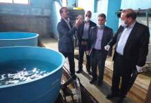 بازدید «روشنفکر» از مرکز ژنتیک و اصلاح ماهیان سرد آبی دشتروم  <img src="/images/picture_icon.png" width="11" height="10" border="0" align="top">