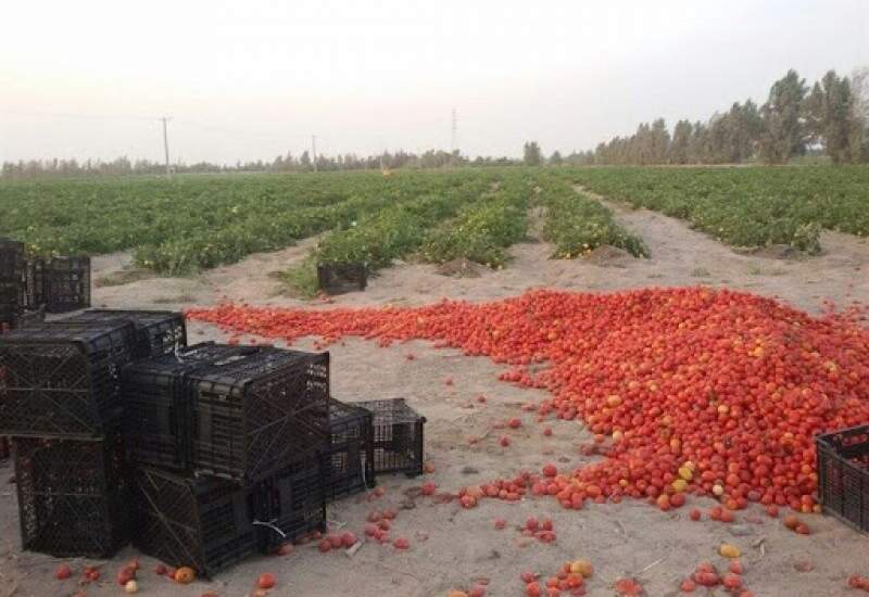 آیا کسی داد گوجه‌کاران لیشتر را شنید؟ / خط کش بومی و غیر بومی در زمین روزگار کشاورزان را سیاه کرد / چقدر ما داد کشیدیم کسی صدامون را نشنید / تنها حرفم به مسئولان این است که می سپارمتان به امام زمان