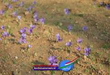 برداشت زعفران برای نخستین بار در روستای انجیرسیاه گچساران(+تصاویر)  <img src="/images/picture_icon.png" width="11" height="10" border="0" align="top">