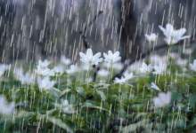 بارش برف و باران در کهگیلویه و بویراحمد / میزان بارش‌ها اعلام شد / بارش ۳۲ سانتی متری برف در کاکان / قطع جاده ارتباطی ۱۵ روستا /  توصیه هواشناسی به کشاورزان