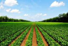تخلفات پروژه کشاورزی میلیاردی «آجم» دیشموک