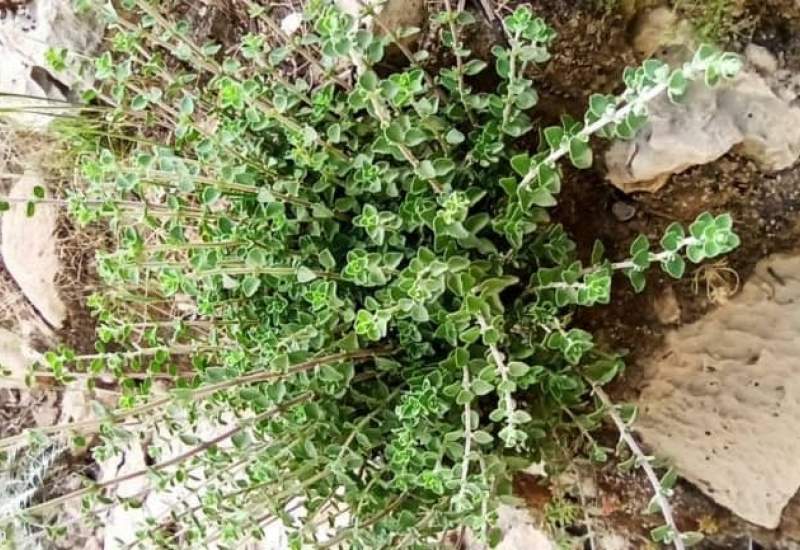 خواص دارویی گیاه آویشن