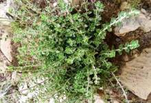 خواص دارویی گیاه آویشن
