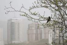 هشدار ورود توده گردوخاک به کشور/ ۱۴ استان درگیر آلودگی هوا می‌شوند