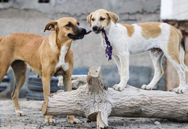 تعداد سگ‌های ولگرد کشور از مرز ۲ میلیون گذشت/ غذارسانی به سگ‌های ولگرد باید ممنوع شود