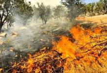 علاج واقعه قبل از وقوع؛ آتش‌سوزی جنگل‌ها