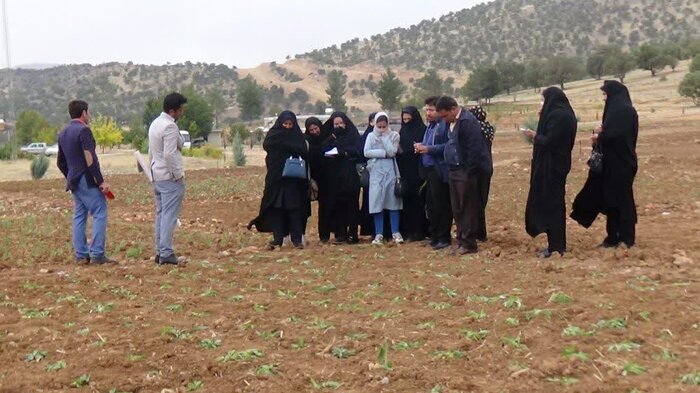 کشت گیاهان دارویی در کهگیلویه و بویراحمد