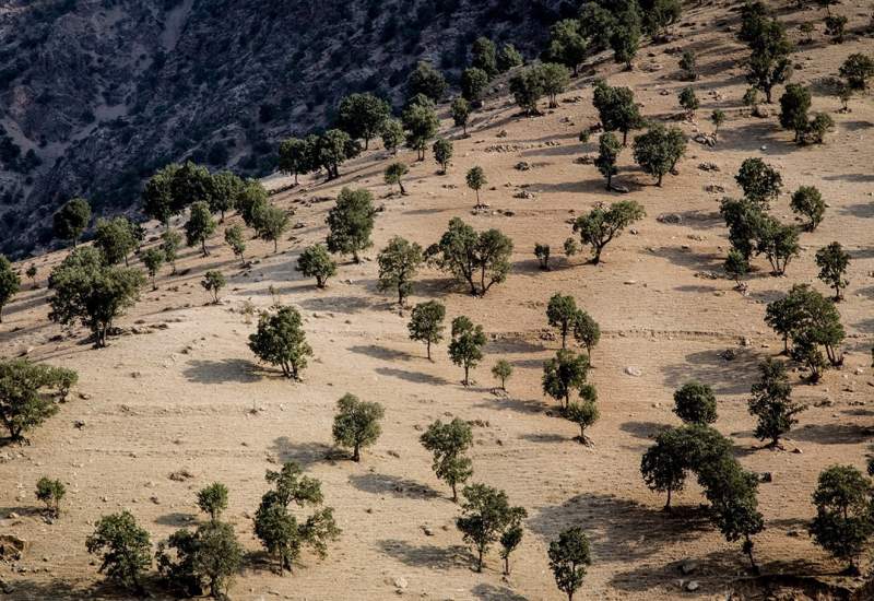 قطع شبانه درختان بلوط در روستاهای دنا