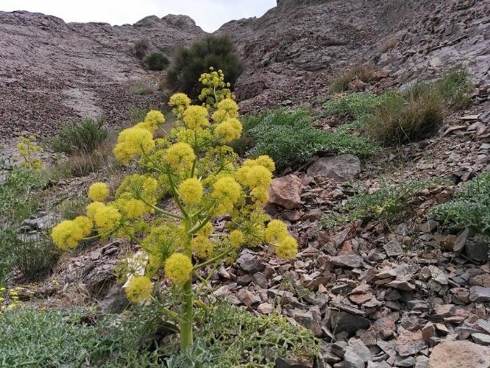 گیاهان دارویی؛ طلایی که مس شد