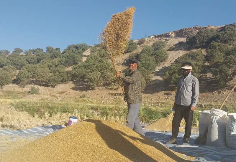 آیین شکرگزاری موقع جمع‌آوری شلتوک در روستای کریک شهرستان دنا (+ فیلم)