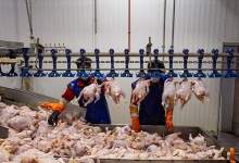 رونمایی از مرز جدید گرانفروشی در بازار مرغ