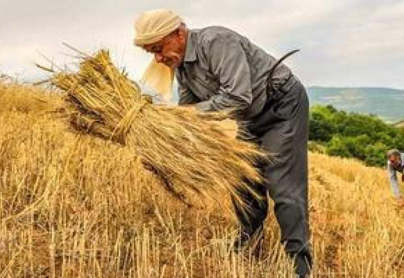 تکمله‌ای بر یادداشت کبنانیوز / اطلاعات تکمیلی از وضعیت شرکت غله و خدمات بازرگانی استان کهگیلویه و بویراحمد