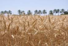 ۶۰ درصد مزارع دیم گچساران قابلیت برداشت ندارد
