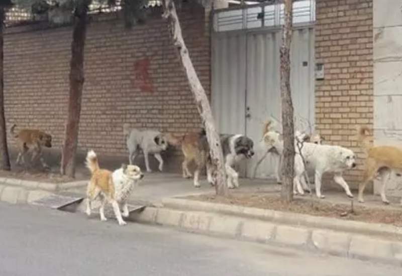سگ‌های ولگرد و تعلل نهادهای متولی؛ بحران خاموش در یاسوج و گچساران / اگر کودکی آسیب ببیند و سلامت یک خانواده به خطر بیفتد، چه کسی مسئولیت می‌پذیرد؟