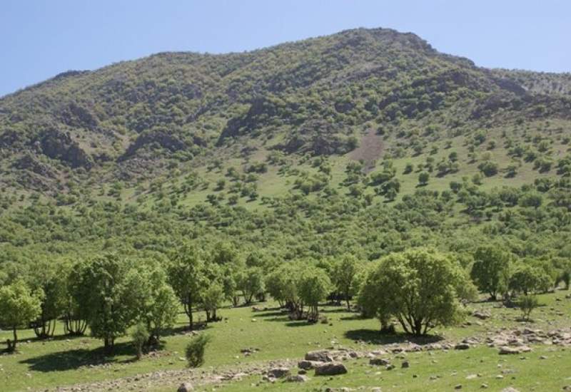 جهت اطلاع مدیران منابع‌طبیعی کهگیلویه و بویراحمد؛ گزارش‌های مردمی حکایت از تخریب جنگل‌های باشت دارد
