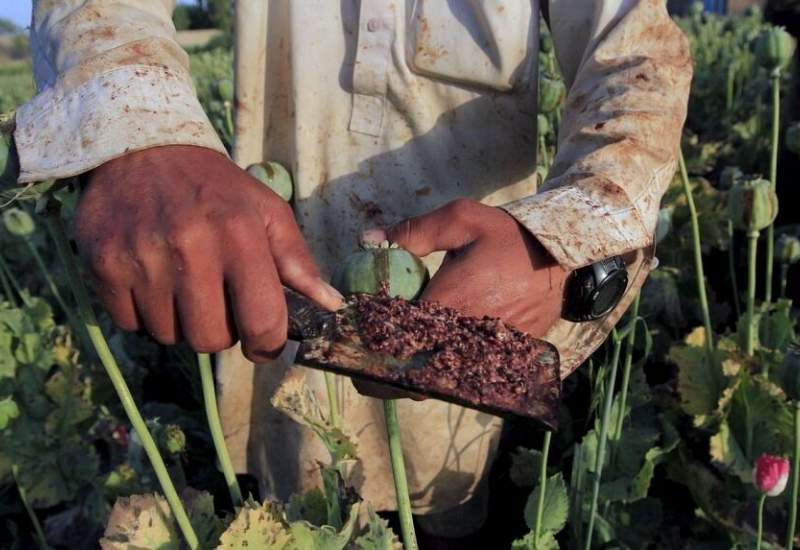 تریاک ماده اصلی تولید ده‌ها داروی موثر بر بیماری‌های سرطان، اسپاسم، درد و سرفه است / در نبود تریاک در بازار، آمار مصرف کنندگان مواد‌های روانگردان، به شدت افزایش یافته و  ۱۲ میلیون خانواده را گرفتار مصیبت‌های معتادان کرده / شهریاری، نماینده مجلس: کشت خشخاش می‌تواند ارزآوری هم داشته باشد و به معنای آزاد کردن اعتیاد نیست