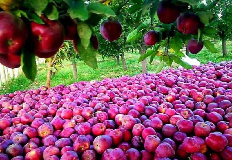 خرید توافقی ۱۱۰۰ تن سیب درجه 1 و 2 و 3 در کهگیلویه و بویراحمد