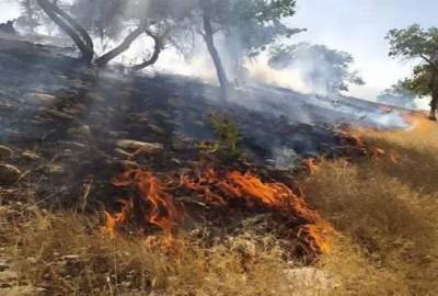 آتش‌سوزی منطقه حفاظت‌شده دیل بامداد امروز مهار شد